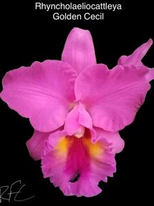 Rhyncholaeliocattleya Golden Cecil