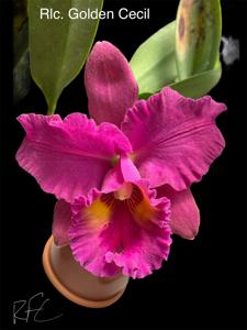 Rhyncholaeliocattleya Golden Cecil