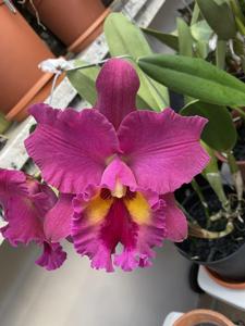 Rhyncholaeliocattleya Golden Cecil