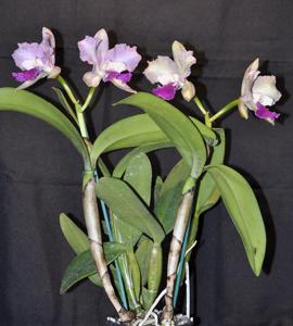 Rhyncholaeliocattleya Deception Kokoda