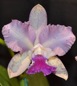 Rhyncholaeliocattleya Deception Kokoda