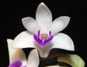 Dendrobium Space Oddity