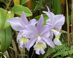 Cattleya Sea Siren