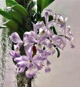 Cattleya Sea Siren