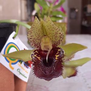Catasetum Green Dragon