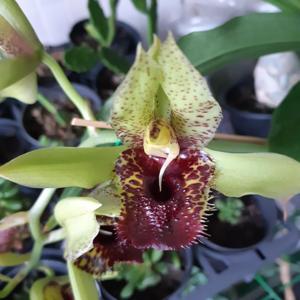 Catasetum Green Dragon