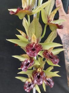 Catasetum Green Dragon