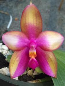 Phalaenopsis Pylo's Dragon Fire