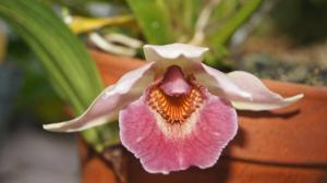 Warczatoria Anagracia de Reyes