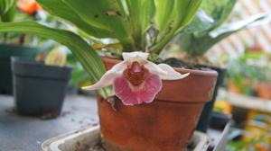 Warczatoria Anagracia de Reyes