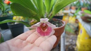 Warczatoria Anagracia de Reyes