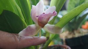 Warczatoria Anagracia de Reyes