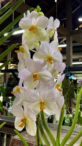 <i>Papilionanda</i> Ng Boon Gee