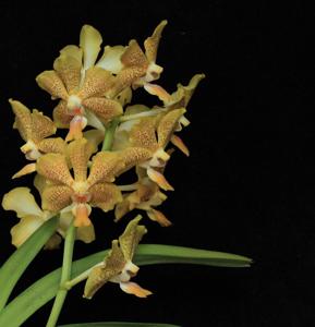 <i>Vanda</i> Nathan's Spotted Sunrays