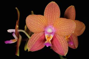 Phalaenopsis LD Queen Meili