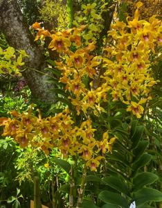 Dendrobium Dr. Leong Chee Chiew