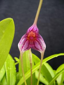 Masdevallia Teipels Streifenhörnchen