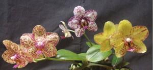 Phalaenopsis ROSI Diamond Jubilee