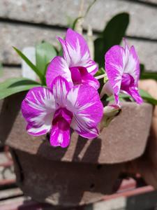 Dendrobium Enobi Splash FCA