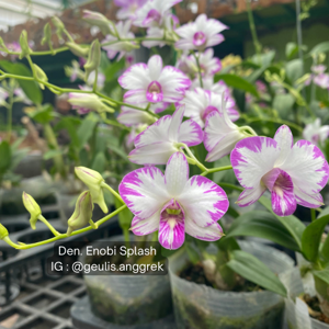 Dendrobium Enobi Splash FCA