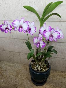 Dendrobium Enobi Splash FCA