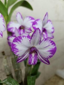 Dendrobium Enobi Splash FCA