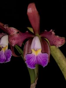 Cattleya Velutigrina SBOE