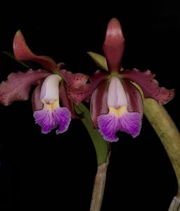 Cattleya Velutigrina SBOE