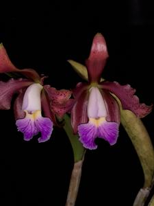 Cattleya Velutigrina SBOE