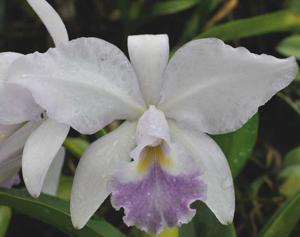 Cattleya Debbie's Blue Sapphire