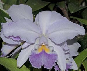 Cattleya Debbie's Blue Sapphire