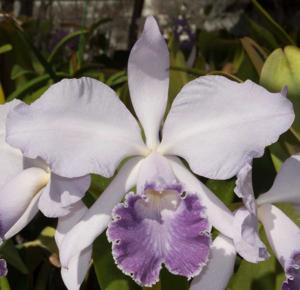 Cattleya Debbie's Blue Sapphire