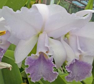 Cattleya Debbie's Blue Sapphire