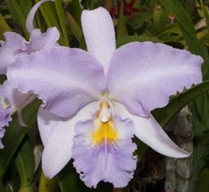 Cattleya Debbie's Blue Sapphire