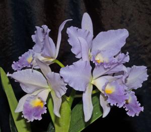 Cattleya Debbie's Blue Sapphire