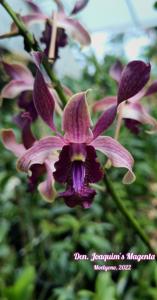 Dendrobium Joaquim's Magenta