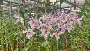 Dendrobium Abigail Chay