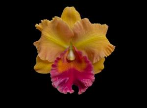 Rhyncholaeliocattleya Memoria Manuel Lopez