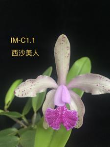 Cattleya Lendvay