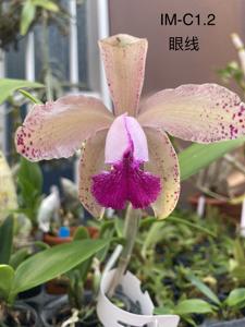 Cattleya Lendvay