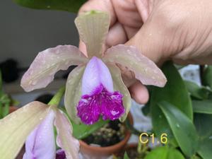 Cattleya Lendvay