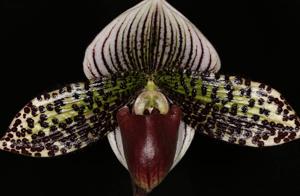 Paphiopedilum Vogue Wonder