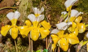 Paphiopedilum Wynevine de Paris