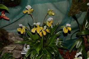 Paphiopedilum Wynevine de Paris