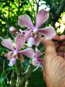 <i>Vandaenopsis</i> Milode Bali Beauty