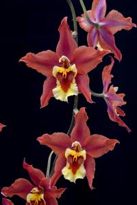 Oncidium McBean's Ruella