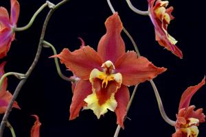 Oncidium McBean's Ruella