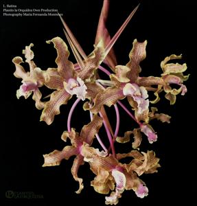 Laelia Ratina