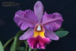 Rhyncholaeliocattleya Memoria Claus Graf