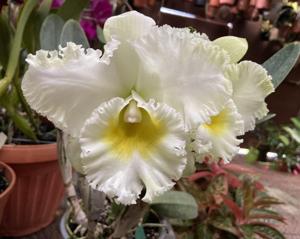 Rhyncholaeliocattleya Shinaphat Diamond